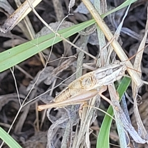 Conocephalus upoluensis at Lyneham, ACT - 15 Feb 2023 04:05 PM