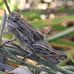 Peakesia hospita (Common Peakesia Grasshopper) at Lyneham, ACT - 15 Feb 2023 by trevorpreston