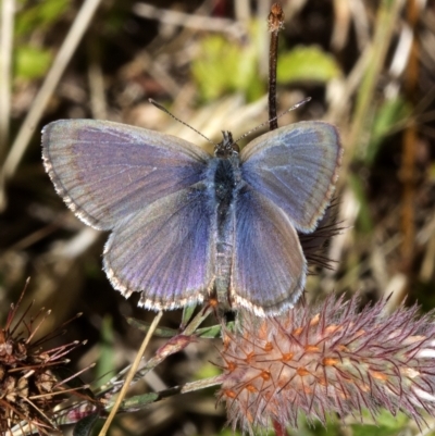 Zizina otis (Common Grass-Blue) at Cotter River, ACT - 5 Feb 2023 by JudithRoach