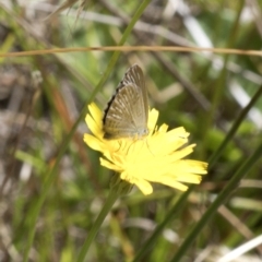 Zizina otis (Common Grass-Blue) at Tidbinbilla Nature Reserve - 5 Feb 2023 by JudithRoach