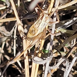 Conocephalus upoluensis at Lyneham, ACT - 15 Feb 2023 04:03 PM