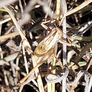 Conocephalus upoluensis at Lyneham, ACT - 15 Feb 2023 04:03 PM