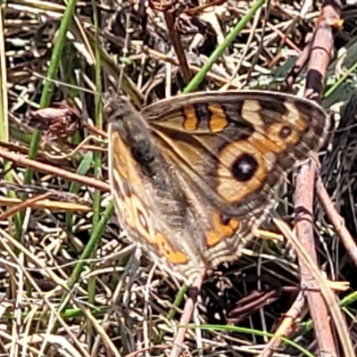 Junonia villida (Meadow Argus) at Lyneham, ACT - 15 Feb 2023 by trevorpreston