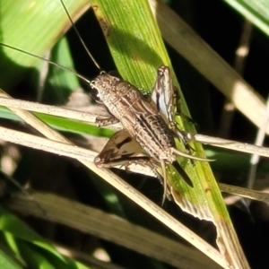 Eurepa marginipennis at Lyneham, ACT - 15 Feb 2023 03:50 PM