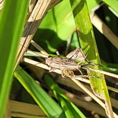 Eurepa marginipennis at Lyneham, ACT - 15 Feb 2023 03:50 PM