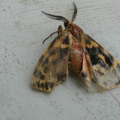 Ardices curvata (Crimson Tiger Moth) at Emu Creek - 14 Feb 2023 by JohnGiacon