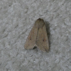 Mythimna (Pseudaletia) convecta at Belconnen, ACT - 14 Feb 2023