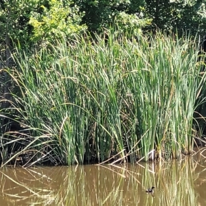 Typha sp. at Lyneham, ACT - 15 Feb 2023