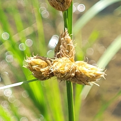 Bolboschoenus sp. (A Rush/Sedge) at Lyneham, ACT - 15 Feb 2023 by trevorpreston