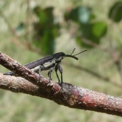 Rhinotia sp. (genus) (Unidentified Rhinotia weevil) at Emu Creek - 15 Feb 2023 by JohnGiacon