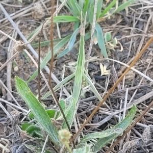 Acrida conica at Lyneham, ACT - 15 Feb 2023