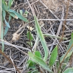 Acrida conica at Lyneham, ACT - 15 Feb 2023