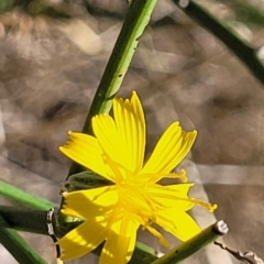 Chondrilla juncea (Skeleton Weed) at Lyneham, ACT - 15 Feb 2023 by trevorpreston