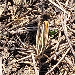 Macrotona australis at Lyneham, ACT - 15 Feb 2023