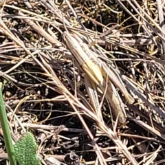 Acrididae sp. (family) (Unidentified Grasshopper) at Lyneham, ACT - 15 Feb 2023 by trevorpreston