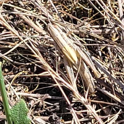 Acrididae sp. (family) (Unidentified Grasshopper) at Lyneham, ACT - 15 Feb 2023 by trevorpreston