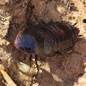 Platyzosteria sp. (genus) at Lyneham, ACT - 15 Feb 2023