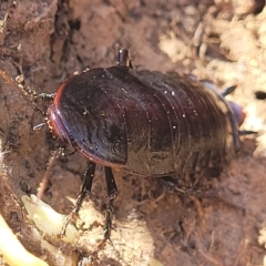 Platyzosteria sp. (genus) at Lyneham, ACT - 15 Feb 2023