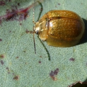 Paropsisterna cloelia at Belconnen, ACT - 15 Feb 2023