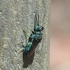 Chrysididae (family) (Cuckoo wasp or Emerald wasp) at ANBG - 15 Feb 2023 by HelenCross