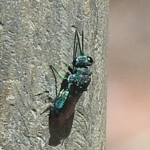 Chrysididae (family) at Acton, ACT - 15 Feb 2023