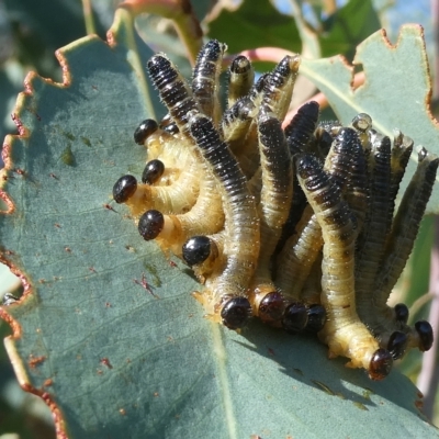 Pseudoperga sp. (genus) (Sawfly, Spitfire) at Belconnen, ACT - 15 Feb 2023 by JohnGiacon