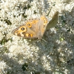 Junonia villida (Meadow Argus) at Emu Creek - 15 Feb 2023 by JohnGiacon