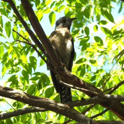 Cacomantis flabelliformis (Fan-tailed Cuckoo) at Acton, ACT - 15 Feb 2023 by HelenCross