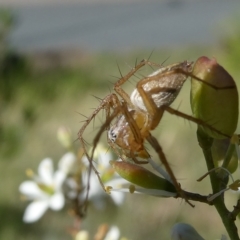 Oxyopes sp. (genus) (Lynx spider) at Flea Bog Flat to Emu Creek Corridor - 15 Feb 2023 by JohnGiacon