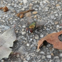 Lucilia cuprina (Australian sheep blowfly) at Belconnen, ACT - 15 Feb 2023 by JohnGiacon