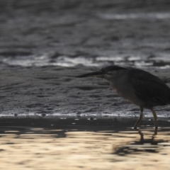 Butorides striata (Striated Heron) at Tuross Head, NSW - 11 Feb 2023 by HelenCross