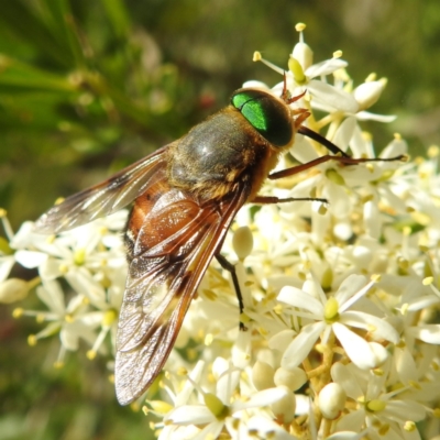 Unidentified True fly (Diptera) at Tuross Head, NSW - 11 Feb 2023 by HelenCross