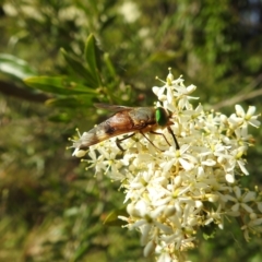 Copidapha sp. at Tuross Head, NSW - 12 Feb 2023 10:59 AM