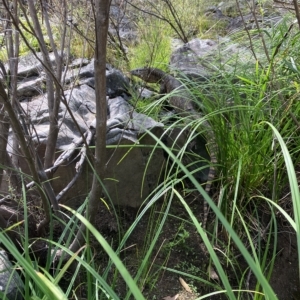 Varanus rosenbergi at Cotter River, ACT - 15 Feb 2023