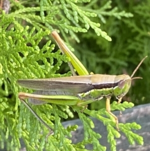 Bermius brachycerus at Giralang, ACT - 14 Feb 2023