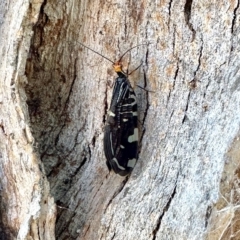 Porismus strigatus (Pied Lacewing) at Aranda, ACT - 15 Feb 2023 by KMcCue