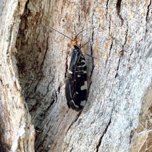 Porismus strigatus at Aranda, ACT - 15 Feb 2023 05:48 PM