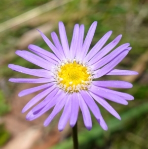 Brachyscome spathulata at Cotter River, ACT - suppressed