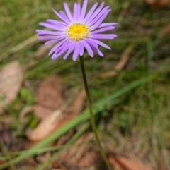 Brachyscome spathulata at Cotter River, ACT - suppressed