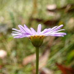 Brachyscome spathulata at Cotter River, ACT - suppressed