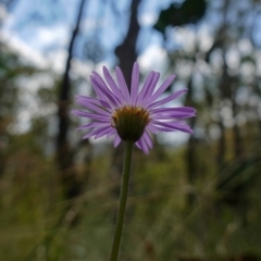 Brachyscome spathulata at Cotter River, ACT - suppressed