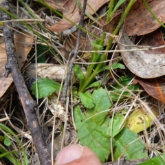 Brachyscome spathulata at Cotter River, ACT - suppressed