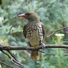 Oriolus sagittatus (Olive-backed Oriole) at Gibraltar Pines - 7 Feb 2023 by RobG1