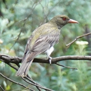 Oriolus sagittatus at Paddys River, ACT - suppressed