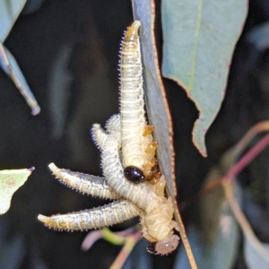 Pseudoperga sp. (genus) at Kambah, ACT - 15 Feb 2023