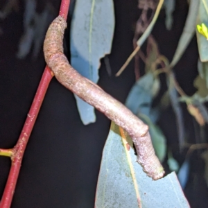 Geometridae (family) IMMATURE at Kambah, ACT - 15 Feb 2023