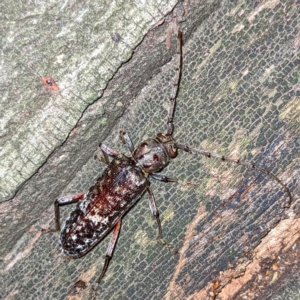 Phacodes obscurus at Kambah, ACT - 15 Feb 2023