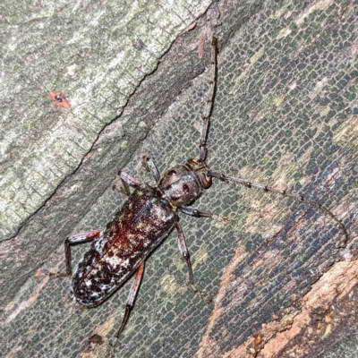 Phacodes obscurus (Longhorn Beetle) at Kambah, ACT - 15 Feb 2023 by HelenCross