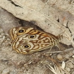 Geitoneura acantha (Ringed Xenica) at Booth, ACT - 14 Feb 2023 by HelenCross