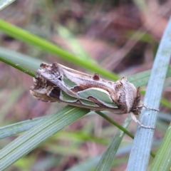 Cosmodes elegans (Green Blotched Moth) at Tuross Head, NSW - 11 Feb 2023 by HelenCross